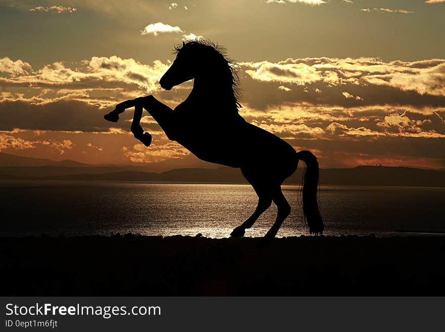 Silhouette of rearing horse along waterfront at sunset. Silhouette of rearing horse along waterfront at sunset.