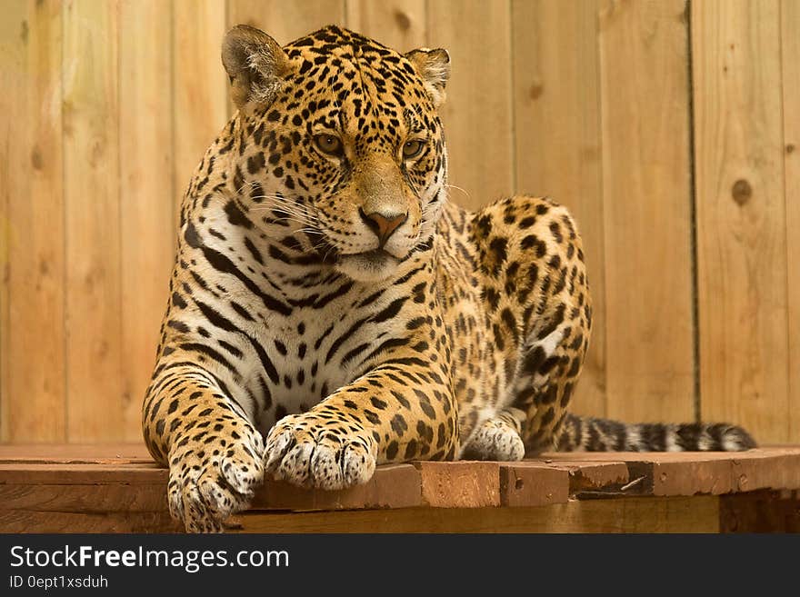 Close up portrait of adult leopard perched on wooden ledge. Close up portrait of adult leopard perched on wooden ledge.