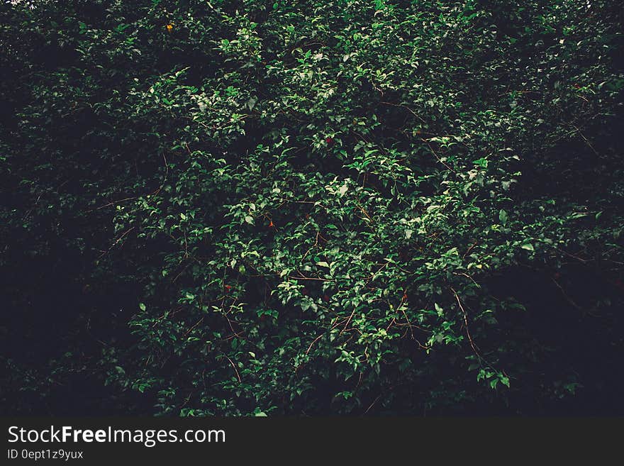 Close up of sunlit green bushes. Close up of sunlit green bushes.