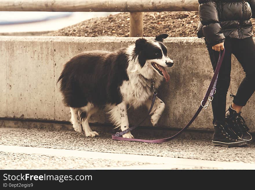 Person walking dog on side of street on sunny day. Person walking dog on side of street on sunny day.