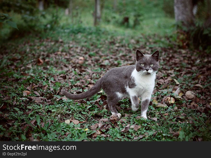 Domestic short hair cat standing outdoors in leaves on green grass. Domestic short hair cat standing outdoors in leaves on green grass.