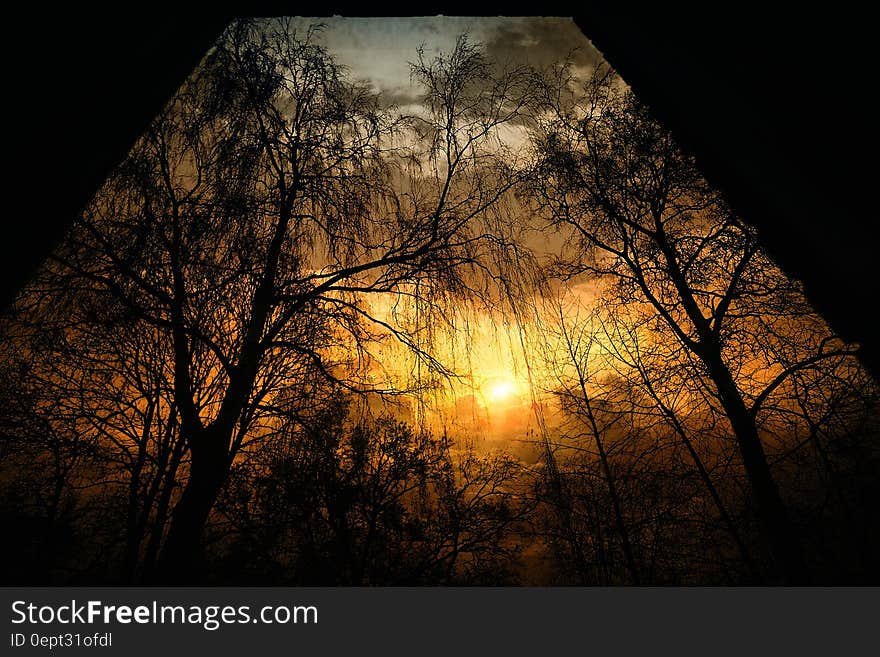 Silhouette of trees in forest at sunset. Silhouette of trees in forest at sunset.