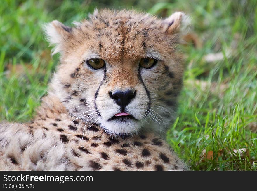 Portrait of cheetah laying in green grass on sunny day. Portrait of cheetah laying in green grass on sunny day.