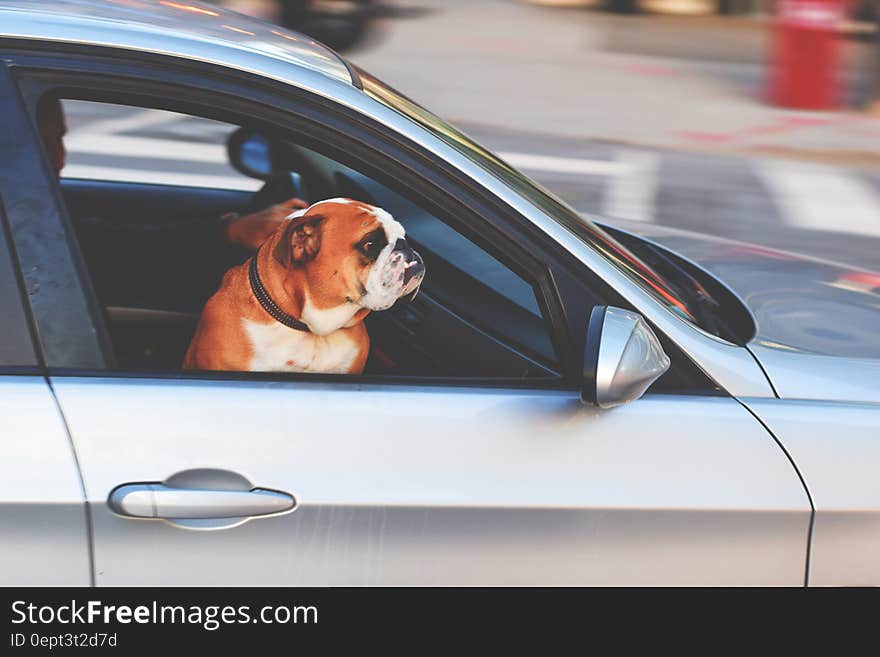 Dog riding in moving car with head in window on sunny day. Dog riding in moving car with head in window on sunny day.