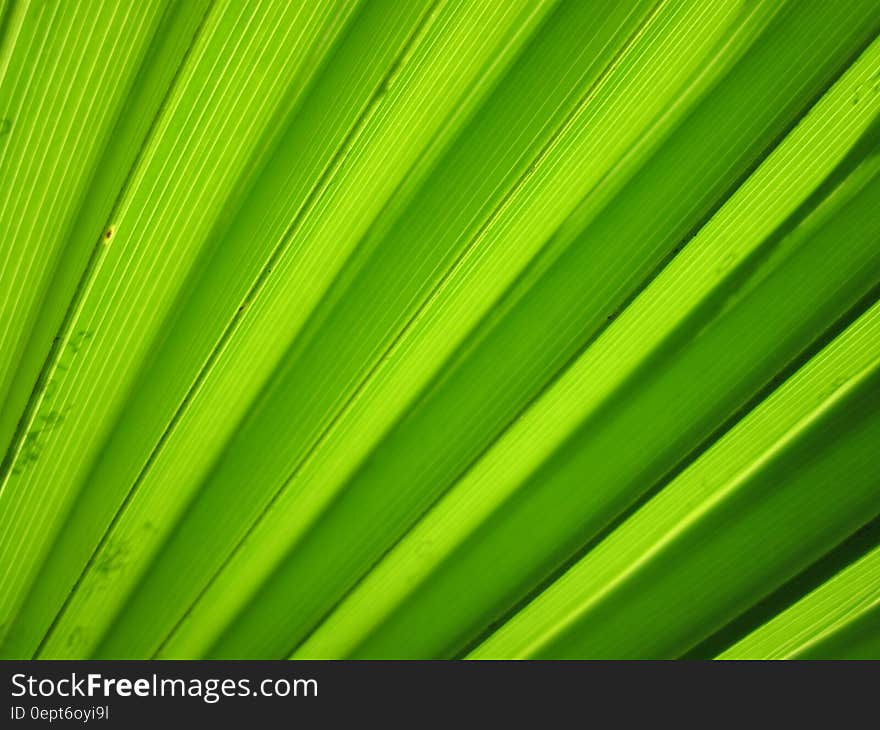 Abstract textured background created by leaves of a palm tree arranged (found) in a fan shape and lit from behind. Abstract textured background created by leaves of a palm tree arranged (found) in a fan shape and lit from behind.