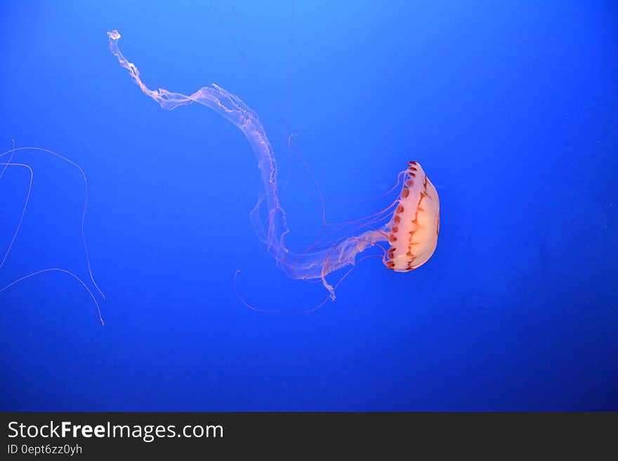 A jellyfish swimming in the water. A jellyfish swimming in the water.