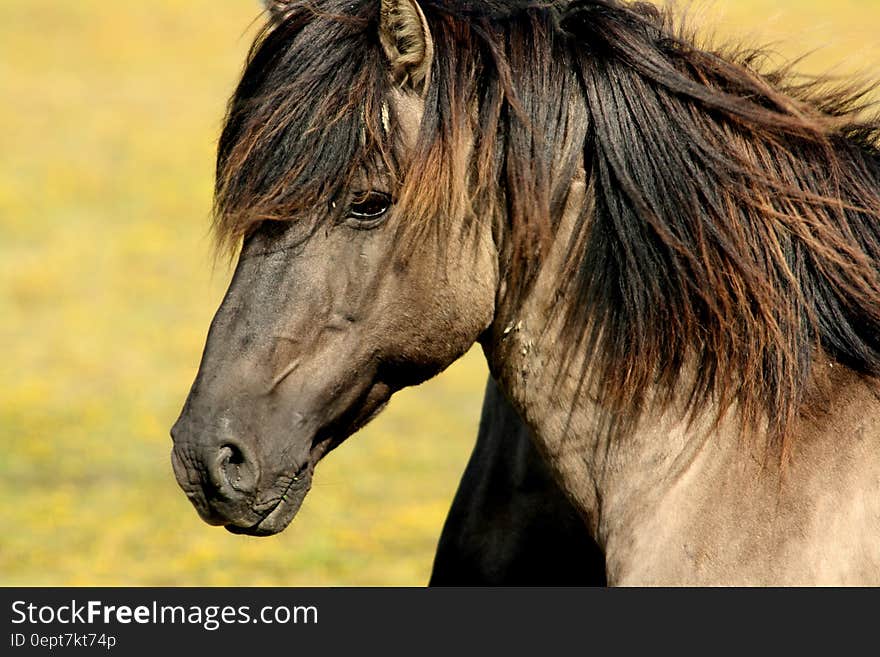 Brown Black Horse