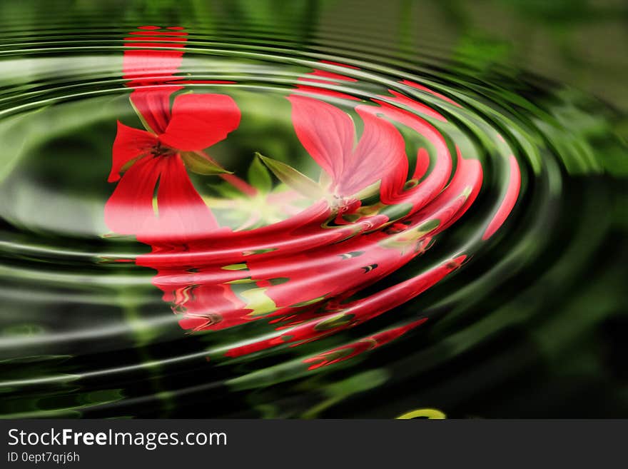 A background of red geranium flowers with a water ripple over them. A background of red geranium flowers with a water ripple over them.