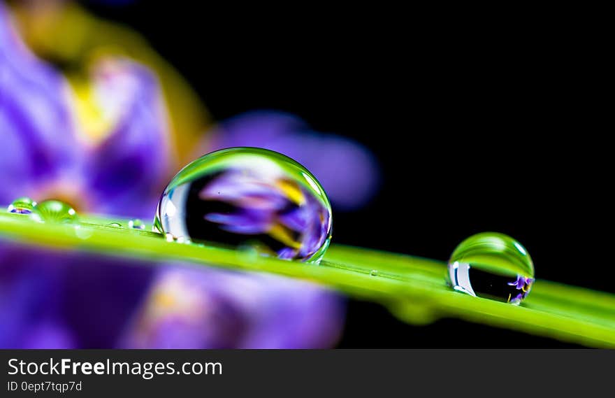 A blade of grass with water droplets. A blade of grass with water droplets.