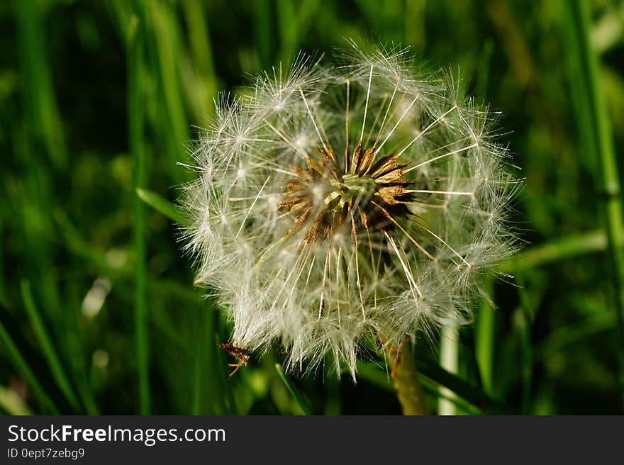 White Dandelion