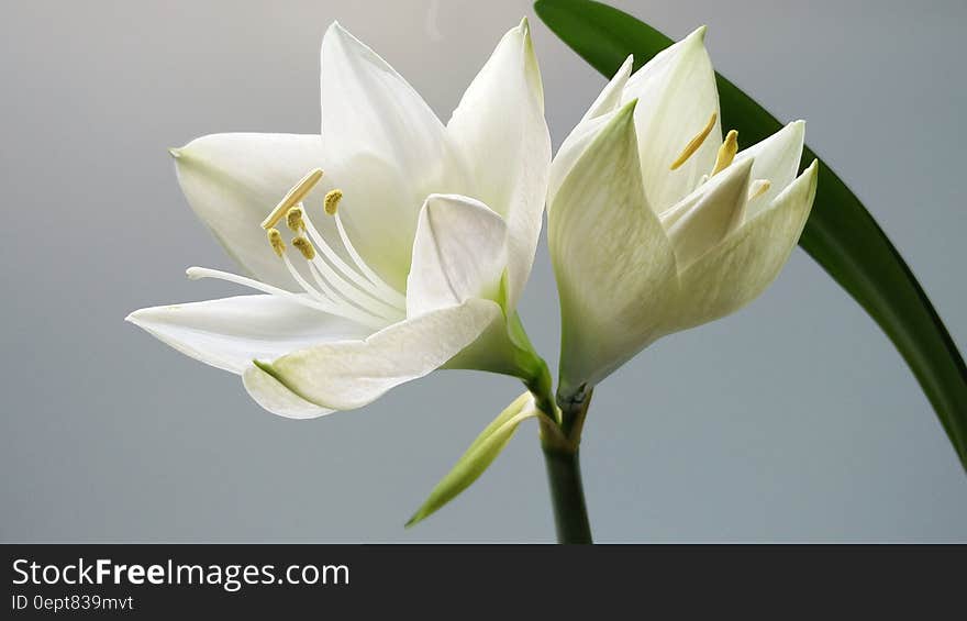 White lily flower in bloom with light background.