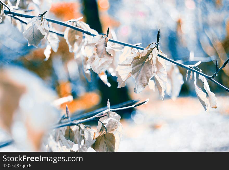 Dry autumn leaves withering on tree branch in sunshine. Dry autumn leaves withering on tree branch in sunshine.