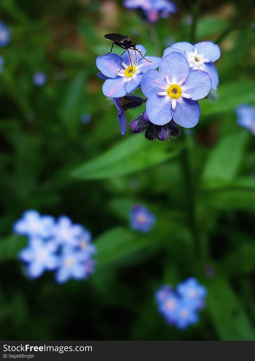 Black Insect on Blue and Yellow Flowers in Macro Lens Photography