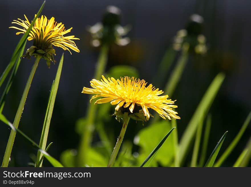 Bokeh Shot of Yellow Flower during Daytime