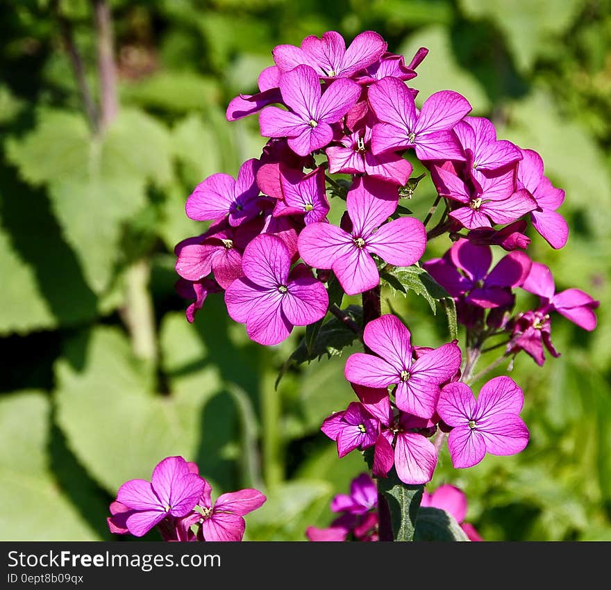 Lilac flowers in bloom with green leaves in background.