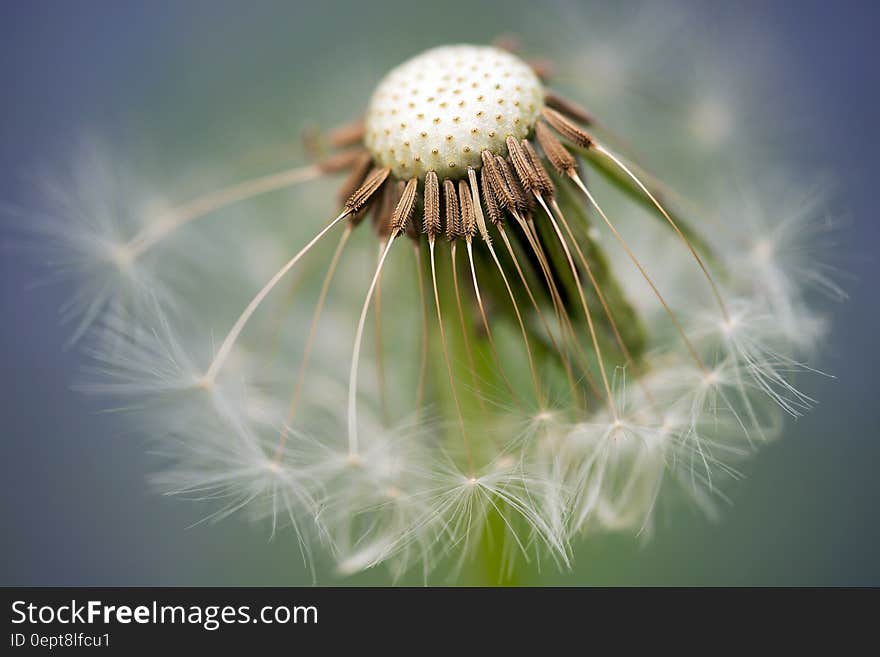 Close Up Photography of Dandelion