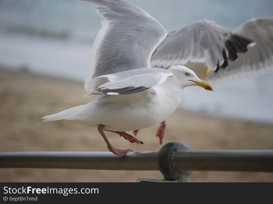 Side view of seagull landing or taking off from beach railing with sea in background. Side view of seagull landing or taking off from beach railing with sea in background.