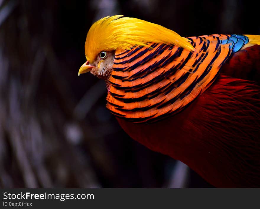 Red and Yellow Chicken