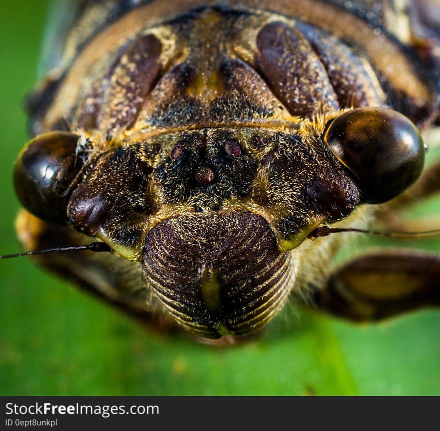 Macrophotography of Insect