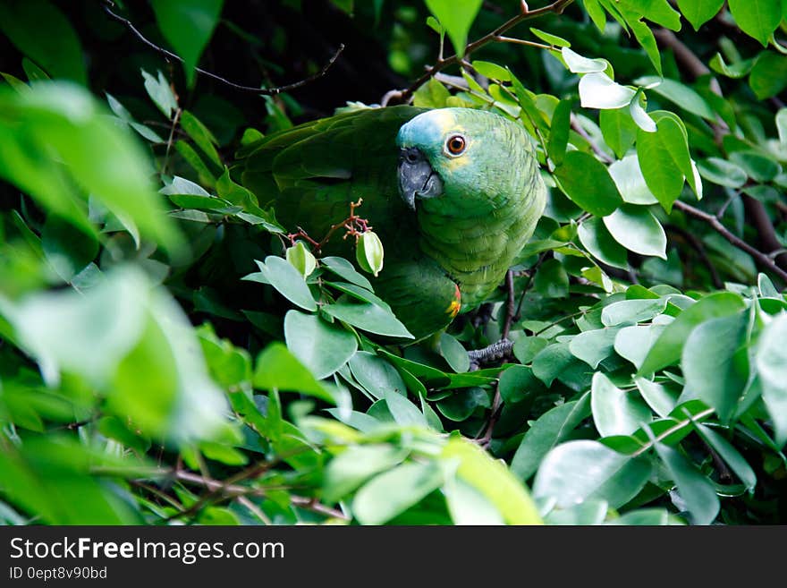 An exotic Brazilian parrot perched on a branch surrounded by green leafage. An exotic Brazilian parrot perched on a branch surrounded by green leafage.