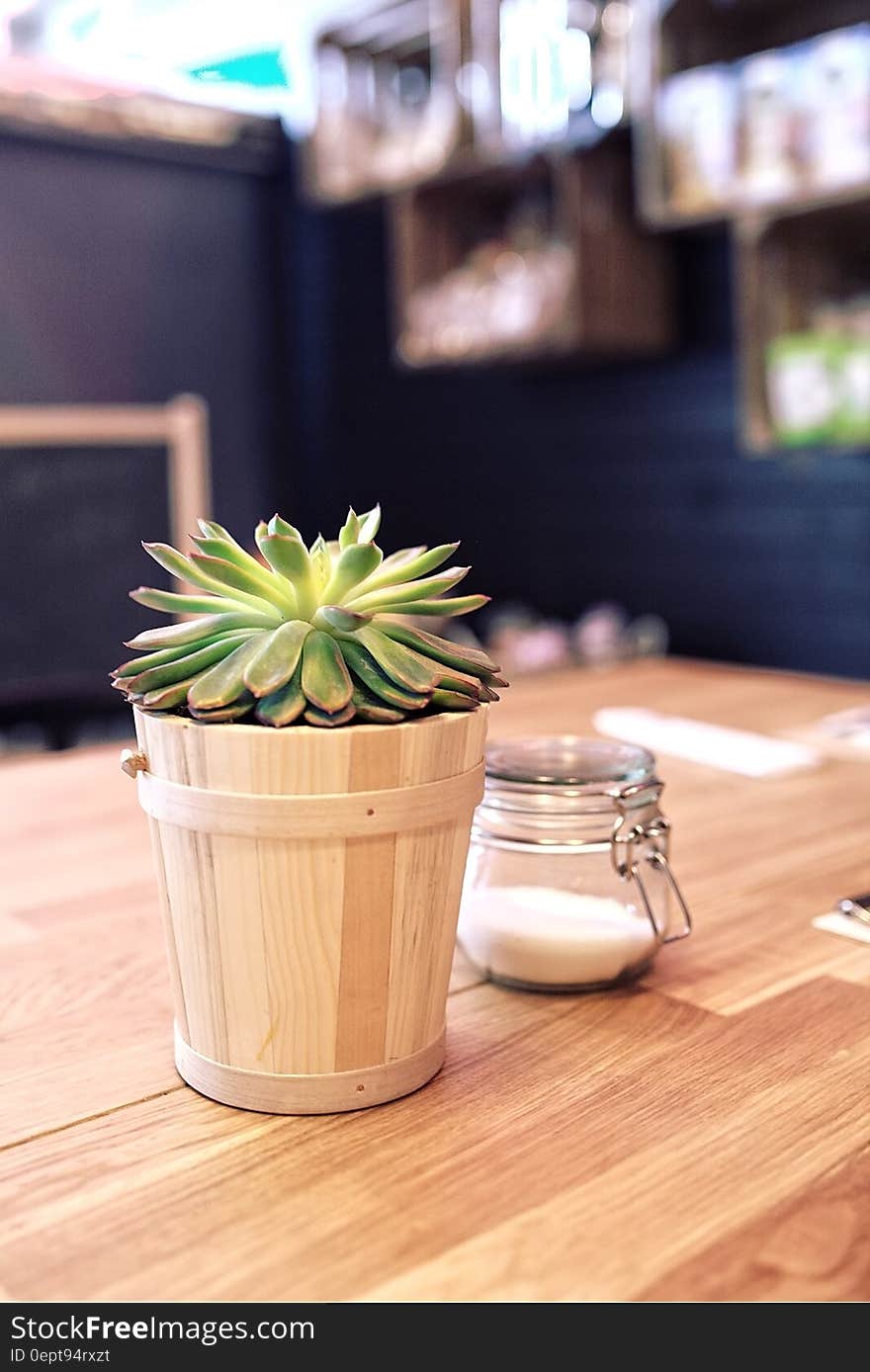 Plant on the table