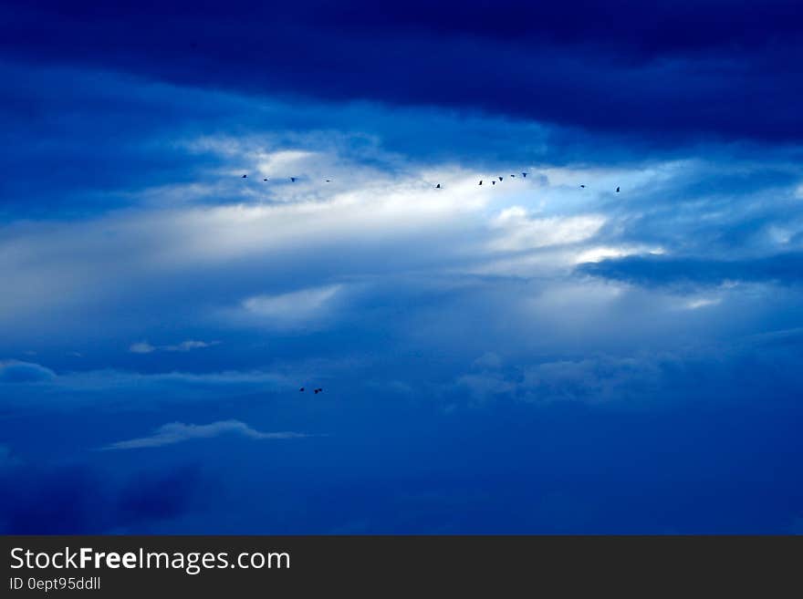 A flock of birds on the sky with dark blue skies. A flock of birds on the sky with dark blue skies.