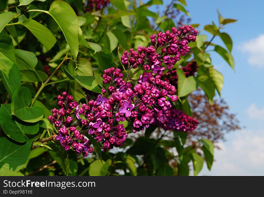 Pink Petaled Flower