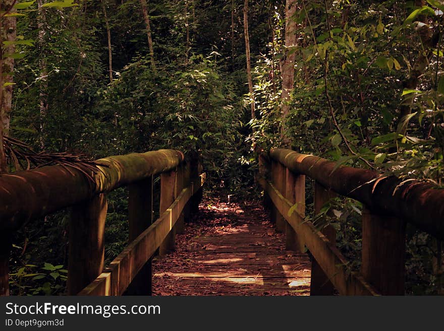 Wooden bridge with heavy wooden rails leading into jungle of tall trees and bushes. Wooden bridge with heavy wooden rails leading into jungle of tall trees and bushes.