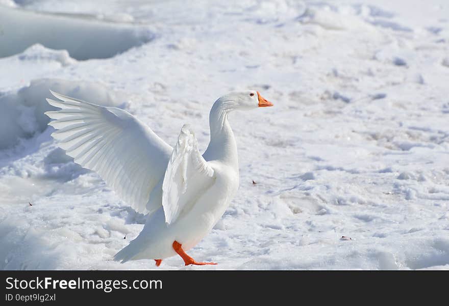 White Goose on Snow Covered Ground at Daytime