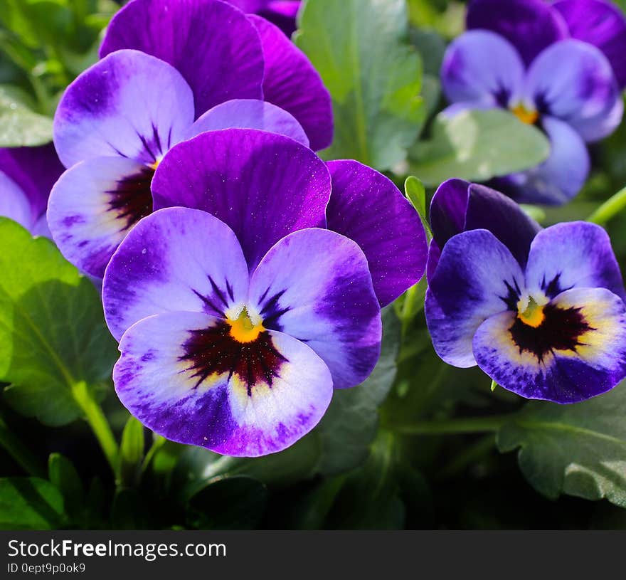 Purple 3 Petaled Flower