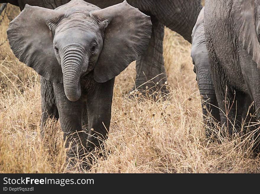 Gray Elephant