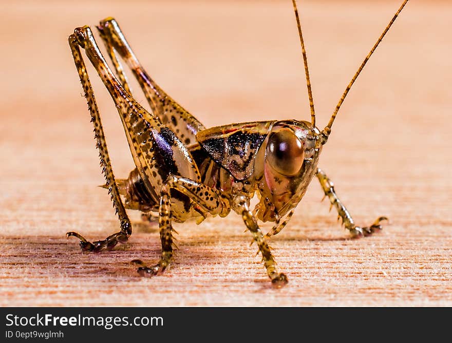 Black and Yellow Grasshopper