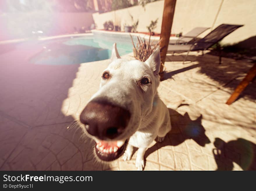 Portrait of dog outside next to swimming pool with exaggerated nose. Portrait of dog outside next to swimming pool with exaggerated nose.