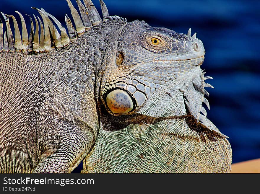 Portrait of grey iguana on sunny day. Portrait of grey iguana on sunny day.