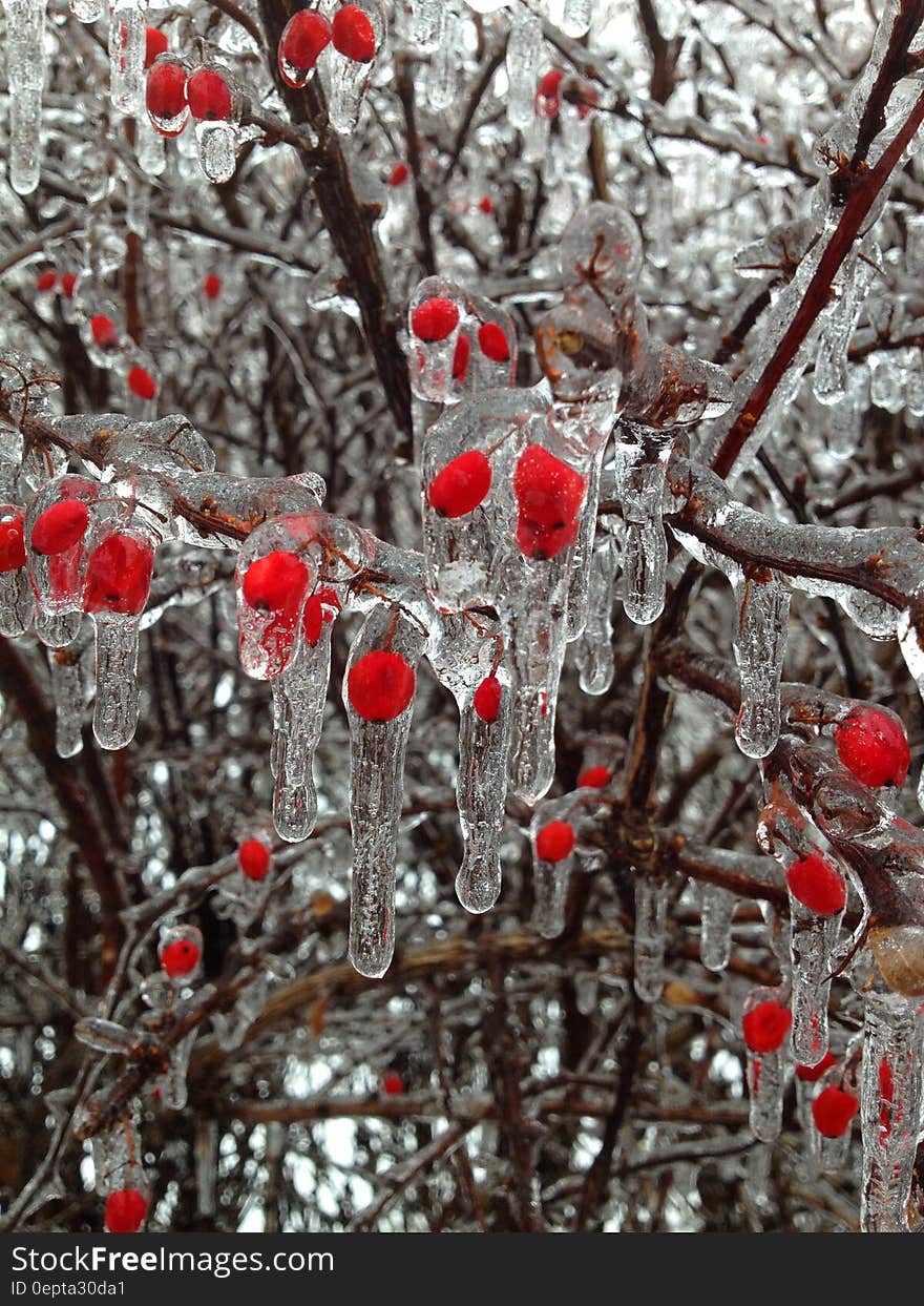 Close up of ice on red berries on bush in winter garden. Close up of ice on red berries on bush in winter garden.