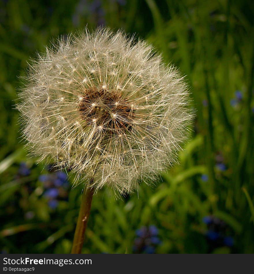 Dandelion in Focus Photography