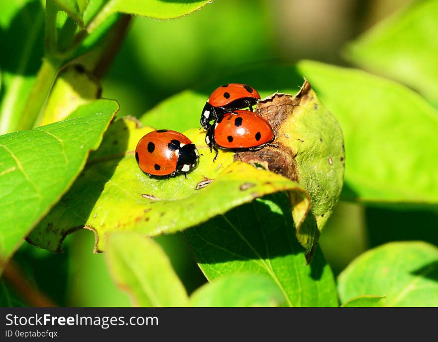 Red Ladybug on Green Leaf