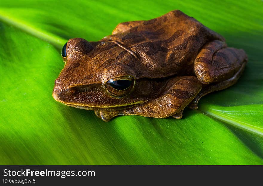 Brown Frog