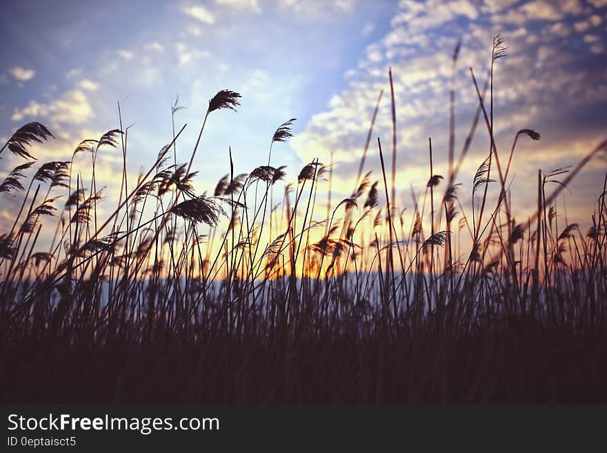 Phragmites by sunset