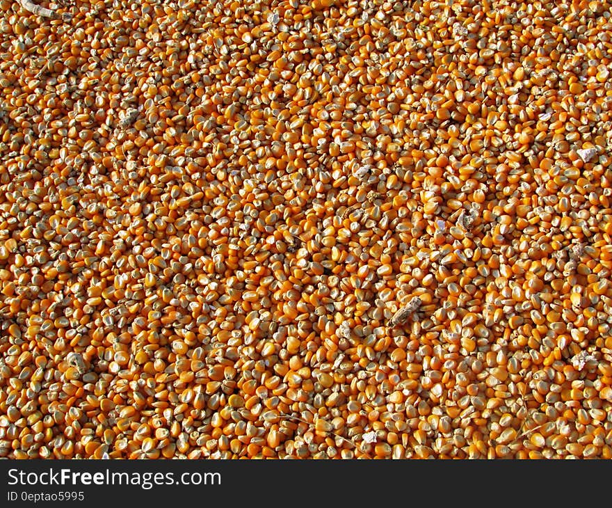 Orange Corn Kernels