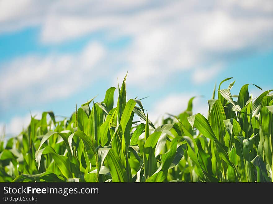 A green cornfield and blurred clouded sky in the background.