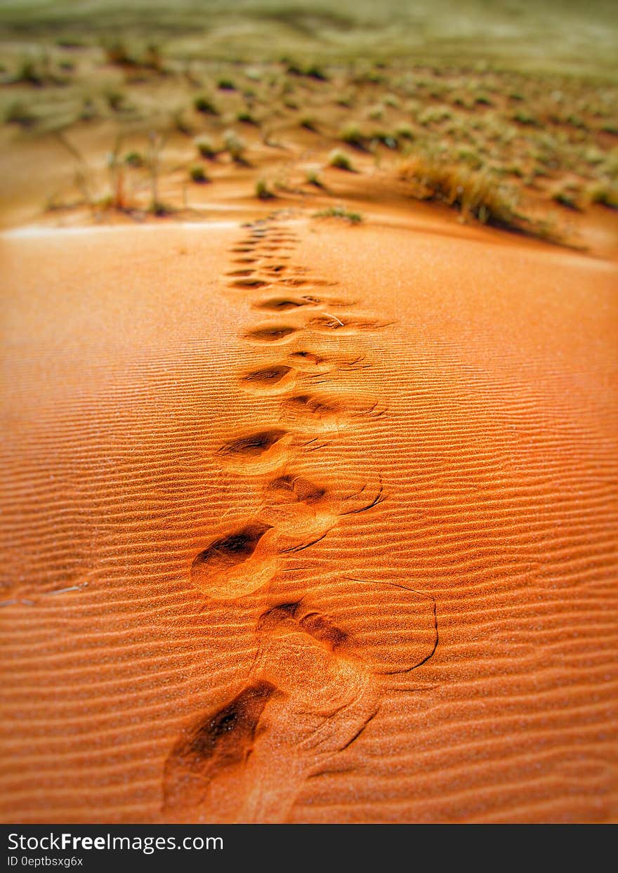 Foot Prints on Desert during Daytime