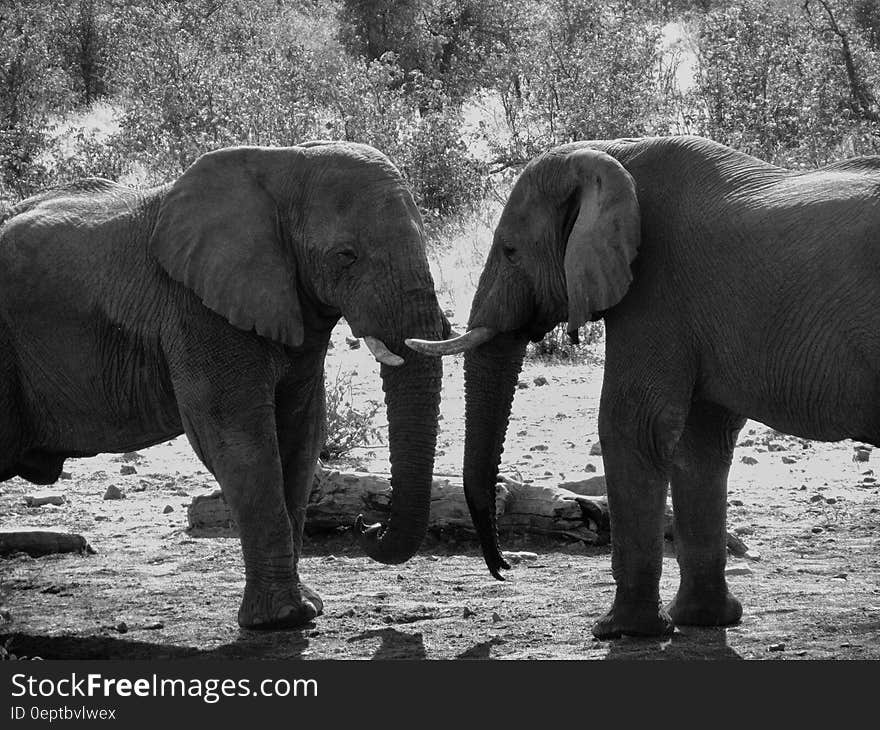 Grey Scale Photograph of Two Elephant