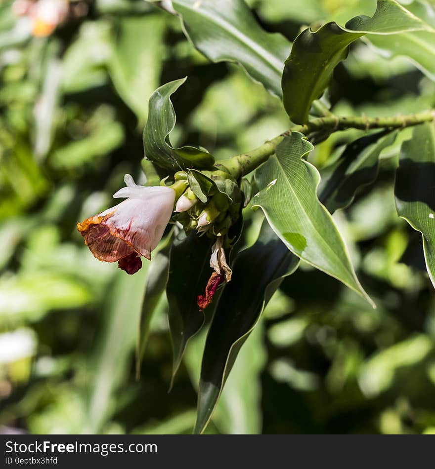 Pink Flower Tree in Bloom during Daytime