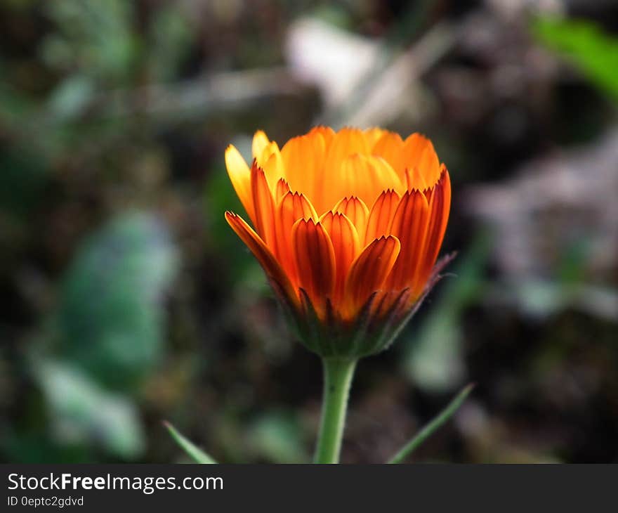 Macro Photography of Yellow and Red Flower