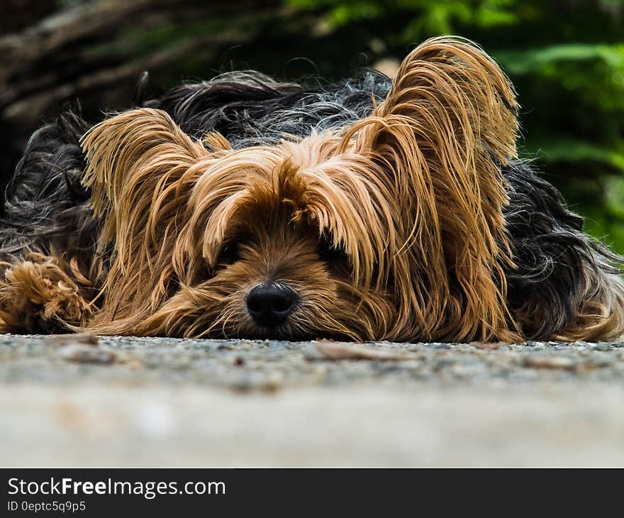 Yorkshire Terrier Dog