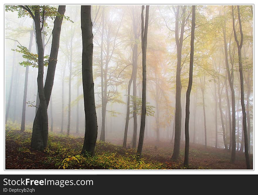 Green Leaf Trees Painting