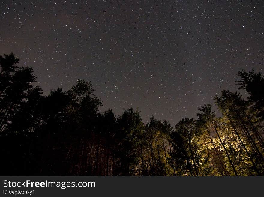 View of starry night sky and tree silhouettes in a forest. View of starry night sky and tree silhouettes in a forest.