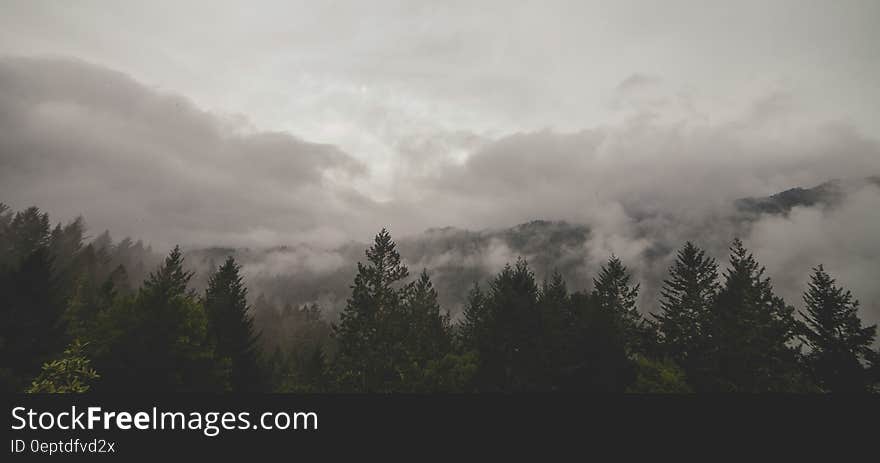 Aerial view of clouds over pine tree forest in valley. Aerial view of clouds over pine tree forest in valley.