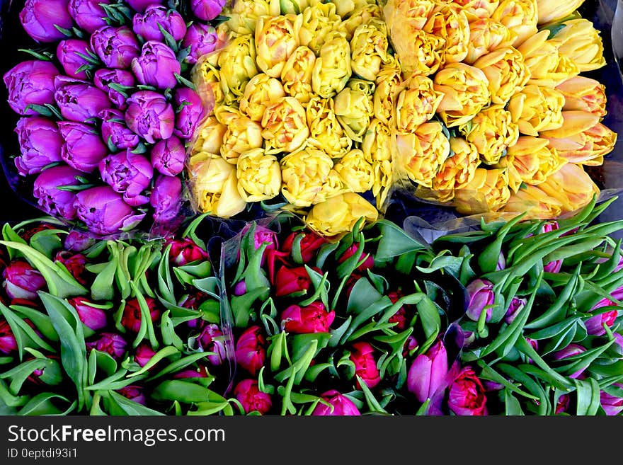 Yellow Bunch of Flower Beside Purple Flower